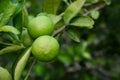 Lime on the tree Royalty Free Stock Photo