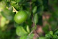 Lime on the tree Royalty Free Stock Photo