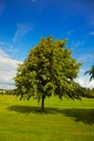 Lime tree in summer Royalty Free Stock Photo