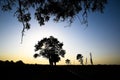 Lime tree on a sunset background. Black silhouette of a tree. Royalty Free Stock Photo