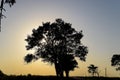 Lime tree on a sunset background. Black silhouette of a tree. Royalty Free Stock Photo
