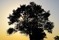 Lime tree on a sunset background. Black silhouette of a tree. Royalty Free Stock Photo