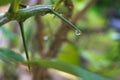 Lime tree thorn. Royalty Free Stock Photo