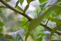 Lime tree thorn. Royalty Free Stock Photo