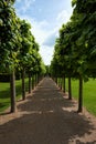 Lime tree walk Royalty Free Stock Photo