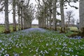 The lime tree walk at Mottisfont Abbey in Hampshire Royalty Free Stock Photo