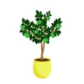 Lime tree in yellow pot isolated on a white background. Citrus green houseplant grows at home. Vector illustration Royalty Free Stock Photo