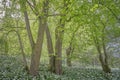 Lime trees growing in ancient woodland with wild flower ground flora