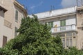 Lime Trees growing in Plaza de Majorca