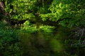 Lush foliage of a lime tree growing in a marsh