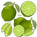 Lime , Vector.