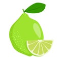 Lime vector.Fresh lime illustration