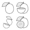 Lime Vector Illustration Hand Drawn Fruit Cartoon Art