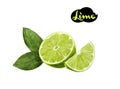 Lime watercolor hand draw illustration isolated on white