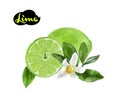 Lime watercolor hand draw illustration