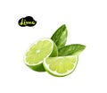 Lime watercolor illustration