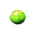 Lime. Watercolor illustration