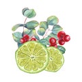 Lime wedges with eucalyptus sprigs and cranberries. Juicy citrus slices, ripe red berries, green leaves. Watercolor illustration