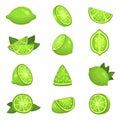 Lime whole, half, segments, slice, leaves set. Citrus fruits green round juicy.