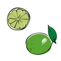 Lime, whole, half, slice and leaves. Colorful sketch collection of citrus fruits isolated on white background. Vector Royalty Free Stock Photo