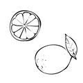 Lime, whole, half, slice and leaves. Sketch collection of citrus fruits isolated on white background. Black and white Royalty Free Stock Photo