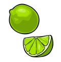 Lime whole and slice. Color vector illustration isolated on white