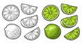 Lime whole and slice. Vintage vector engraving illustration