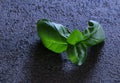 Basil leaves. Royalty Free Stock Photo