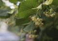 Lime yellow flower of Tilia cordata tree 3