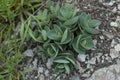 Lime Zinger Sedum on the stone close up