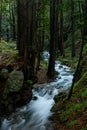 Limekiln Creek Rushes Through Forest Royalty Free Stock Photo