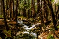 Limekiln Stream with Redwoods Royalty Free Stock Photo