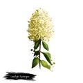 Digital art illustration of Limelight Hydrangea isolated on white. Hand drawn flowering bush of Hydrangeaceae family. Colorful