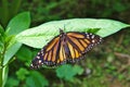 Limenitis archippus, Viceroy or Monarch butterfly