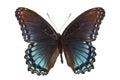 Limenitis arthemis astyanax