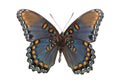 Limenitis arthemis astyanax