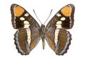 Limenitis bredowii