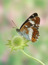 Limenitis camilla Royalty Free Stock Photo