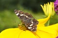 Limenitis Camilla - little black icebird Royalty Free Stock Photo