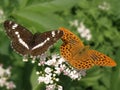 Limenitis camilla & Argynnis paphia Royalty Free Stock Photo