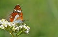 Limenitis Camilla 117 Royalty Free Stock Photo