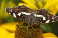 Limenitis Camilla - little black icebird Royalty Free Stock Photo