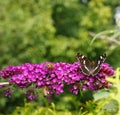 Limenitis Camilla - little black icebird Royalty Free Stock Photo