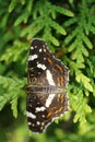 Limenitis Camilla - little black icebird Royalty Free Stock Photo