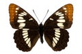 Limenitis lorquini Royalty Free Stock Photo