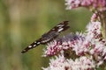 Limenitis reducta butterfly perching on flower