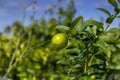 Limequat fruit growing on a small green tree Royalty Free Stock Photo