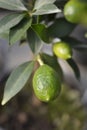 Limequat Royalty Free Stock Photo