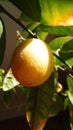 Limequat or Limonella citrus plants Royalty Free Stock Photo