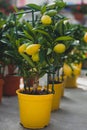 Limequat tree - citrofortunella hybrid of lime kumquat. Royalty Free Stock Photo